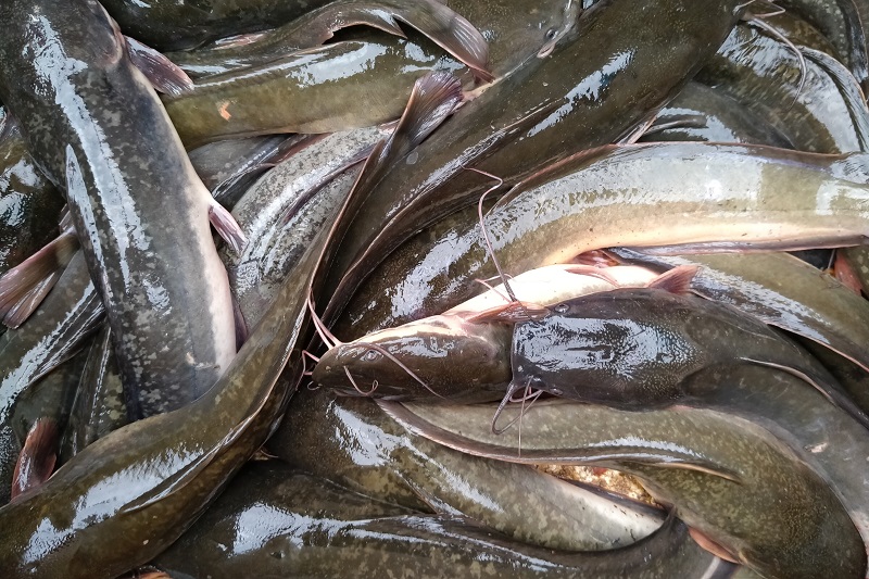 Lele Sebagai Sumber Protein: Desa Senamat Imbau Warga Konsumsi Ikan Lele
