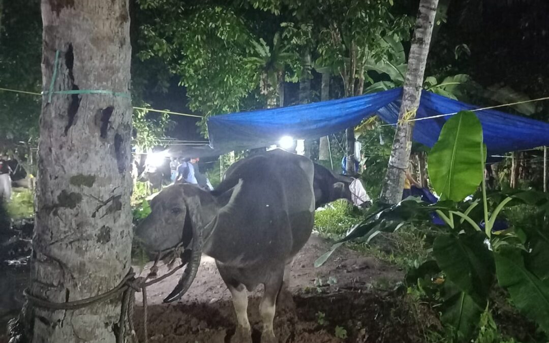 TRADISI MEMANTAI (MENYEMBELIH) KERBAU, WARGA DUSUN SENAMAT MENYAMBUT BULAN SUCI RAMADHAN 1447 H.