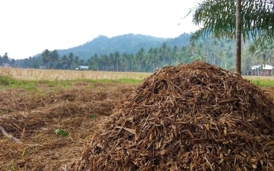Pengelolaan Pupuk Organik: Desa Senamat Memanfaatkan Limbah Peternakan sebagai Nutrisi Tanaman