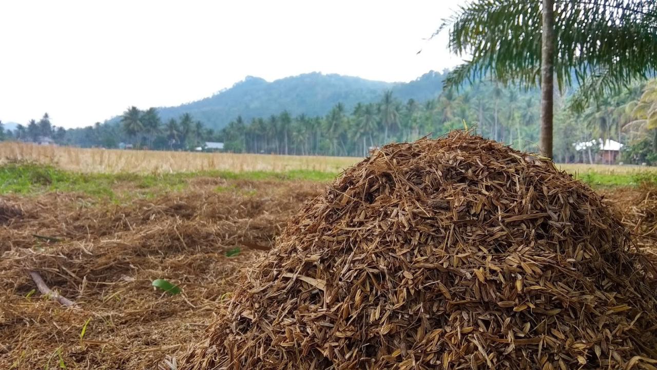Mengelola Pupuk Organik: Desa Senamat Mengoptimalkan Limbah Peternakan sebagai Sumber Nutrisi Tanaman