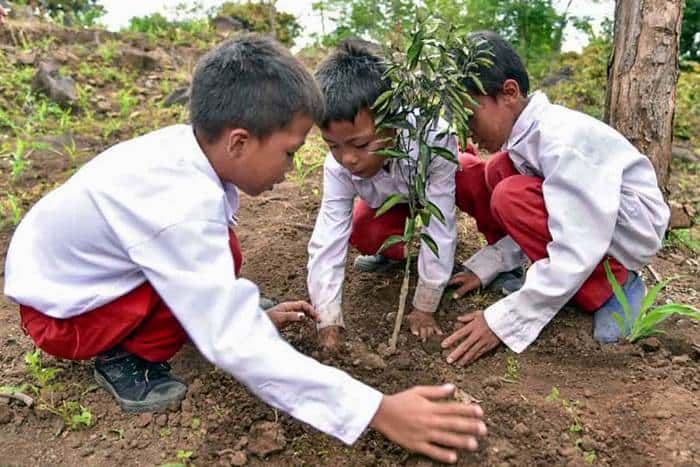 Pentingnya Pohon: Desa Senamat Ajak Warga Tanam dan Rawat Pohon di Sekitar Rumah