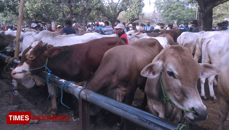 Kecintaan pada Hewan: Desa Senamat Mendidik Anak-anak Merawat dan Menghargai Makhluk Hidup