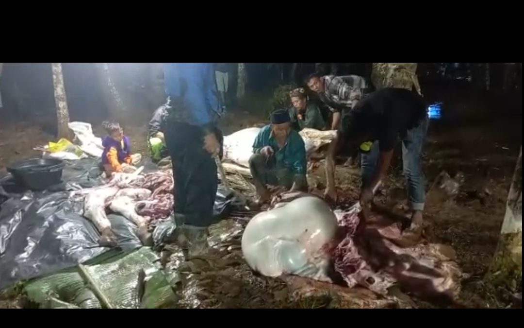 TRADISI MEMANTAI (MENYEMBELIH) KERBAU, WARGA DUSUN SENAMAT MENYAMBUT BULAN SUCI RAMADHAN.