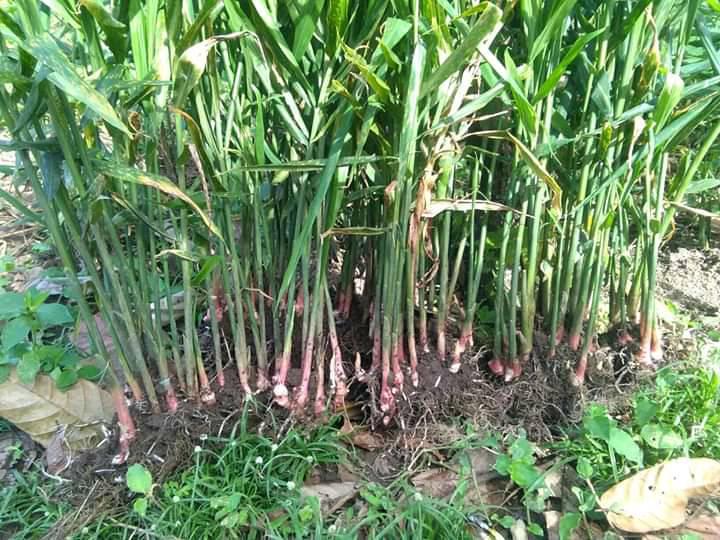 Desa Sehat dengan Jahe: Manfaat Jahe Sebagai Tanaman Obat di Senamat