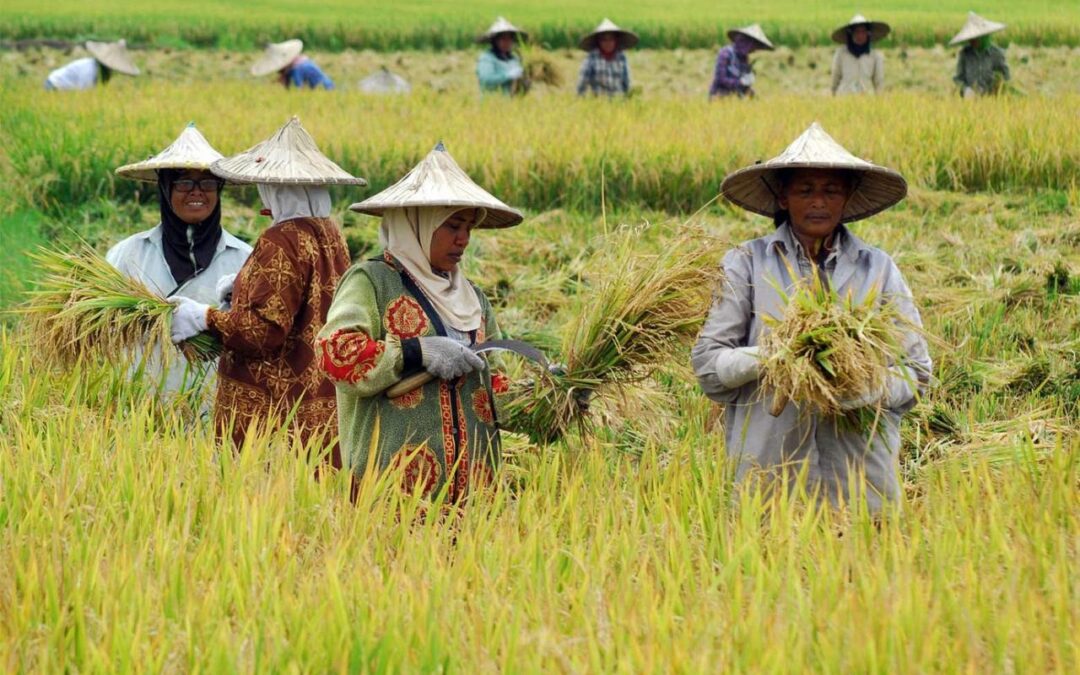 Pemberdayaan Petani: Pelatihan dan Pendampingan untuk Pertanian Berkelanjutan di Desa Senamat