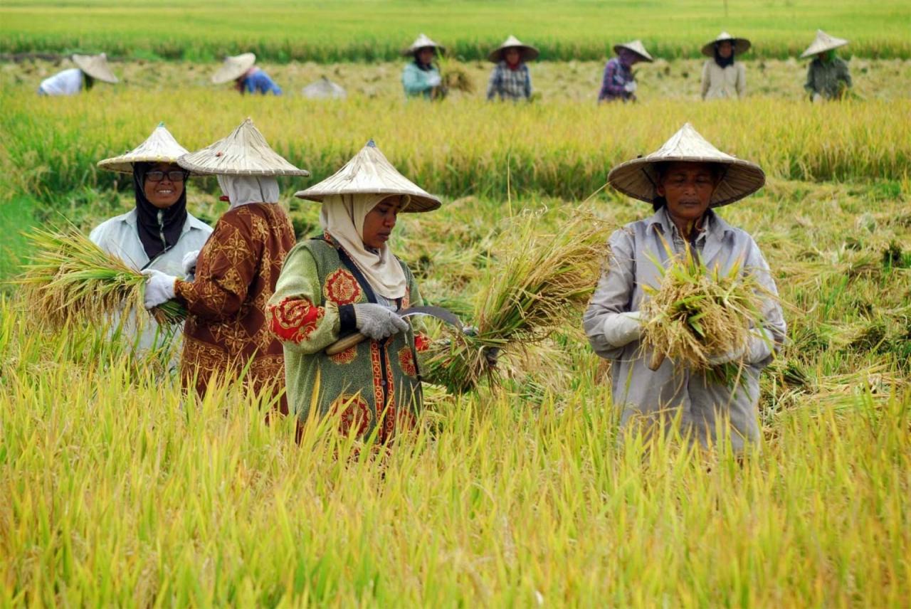 Desa Senemat Sejahtera: Pertanian Produktif Berkat Kolaborasi yang Solid
