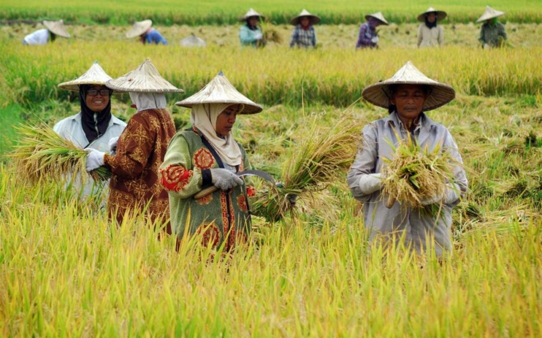 Bersama Menuju Pertanian Unggul: Desa Senamat Mengajak Semua Warga untuk Terlibat