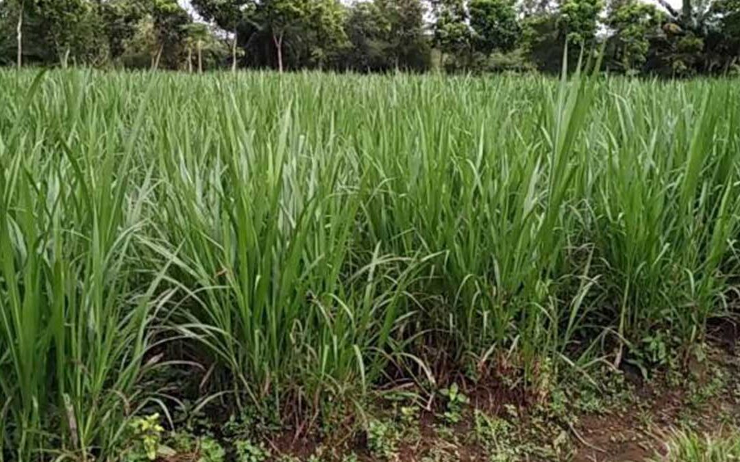 Tanaman Pemberi Nutrisi: Desa Senamat Mendorong Budidaya Rumput Gajah untuk Kesehatan Ternak