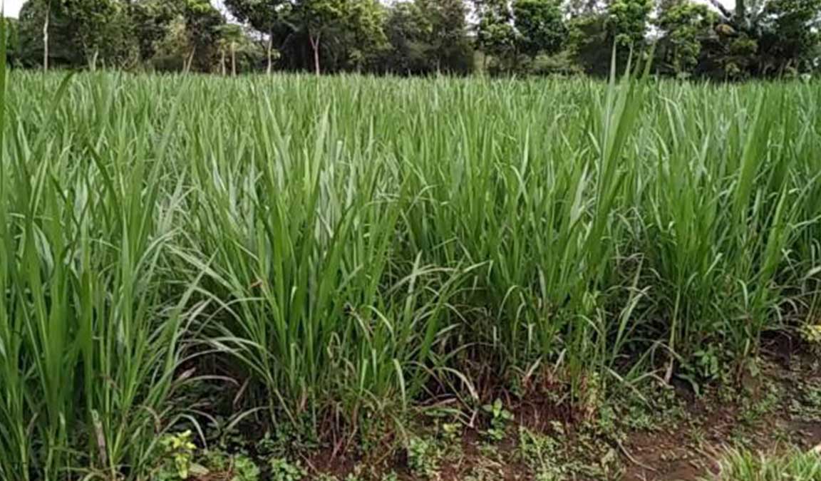 Tanaman Pemberi Nutrisi: Desa Senamat Mendorong Budidaya Rumput Gajah untuk Kesehatan Ternak