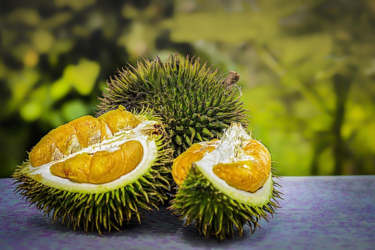 Kelezatan Durian Desa Senamat: Membudidayakan Buah Durian yang Berkualitas Tinggi