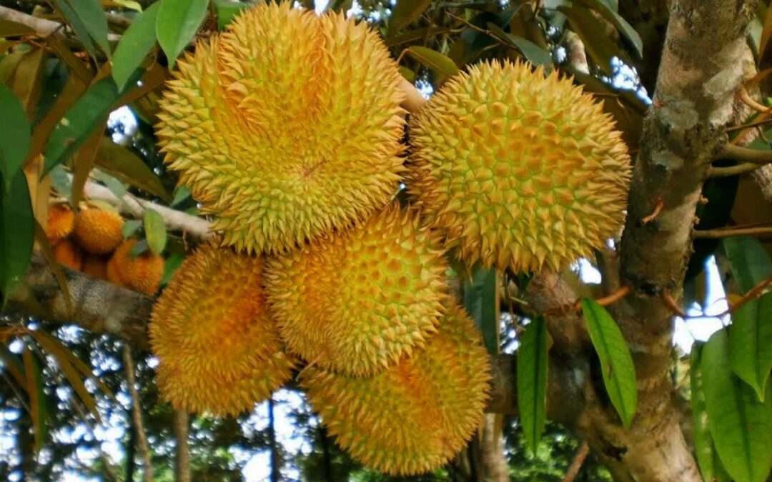 Petunjuk Budidaya Durian: Desa Senamat Membagikan Rahasia Pembibitan yang Sukses