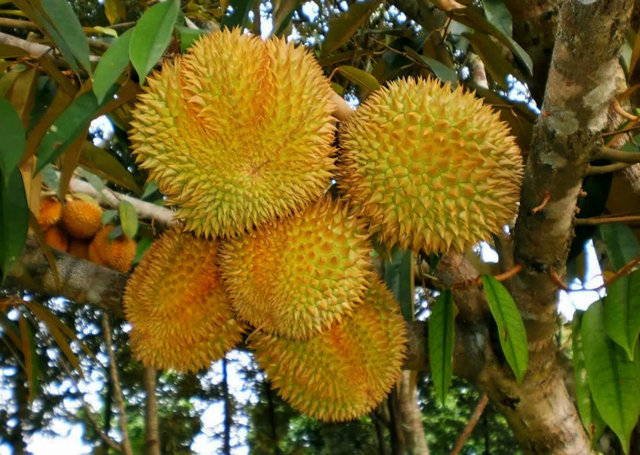 Petunjuk Budidaya Durian: Desa Senamat Mengajarkan Teknik Pembibitan yang Efektif