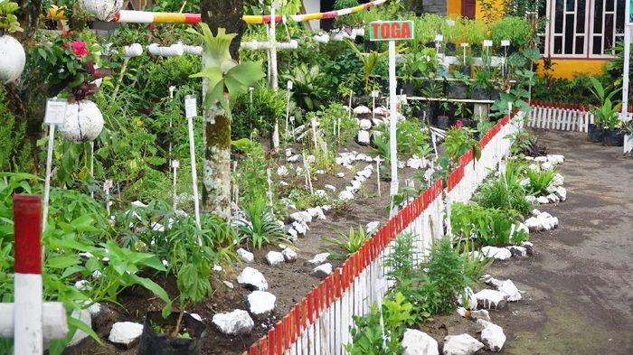 Tanaman Obat di Halaman Rumah: Upaya Desa Senamat Kembangkan Tanaman Berkhasiat