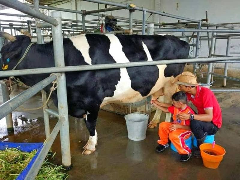 Edukasi Peternakan Lele: Desa Senamat Berbagi Informasi Penting bagi Pembudidaya