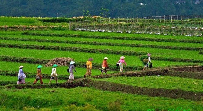 Peranan Wanita dalam Pertanian Desa: Melestarikan Warisan Pertanian dan Budaya