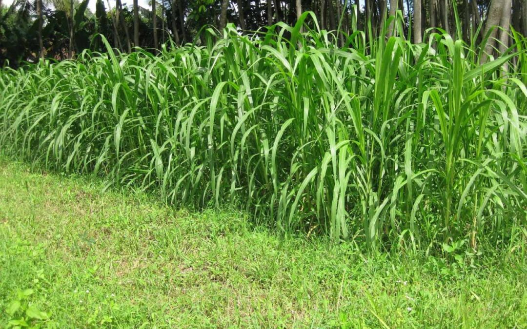 Teknik Tanam Rumput Gajah Efektif ala Desa Senamat untuk Petani Pemula