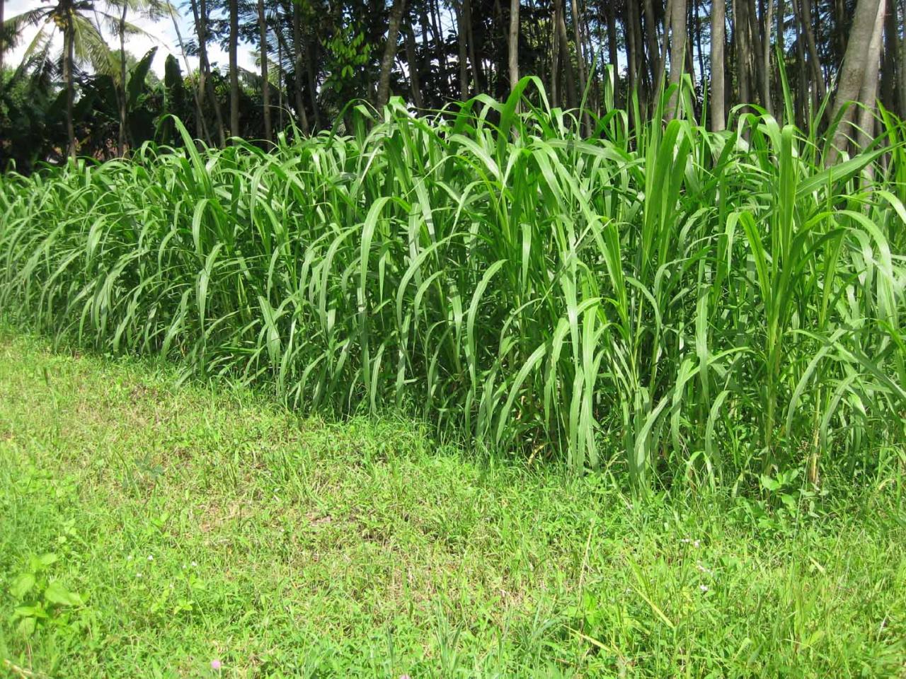 Teknik Tanam Rumput Gajah yang Efektif: Desa Senamat Berbagi Tips bagi Petani Pemula