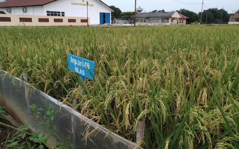 Mengenal Varietas Tanaman Unggul untuk Pertanian Berkualitas di Desa Senamat
